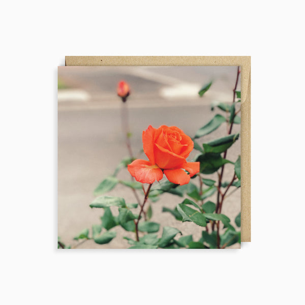 Sherbet Rose Card